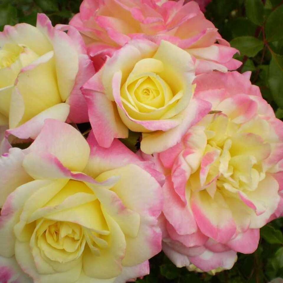 Роза чайно-гибридная Катрин Лаборде